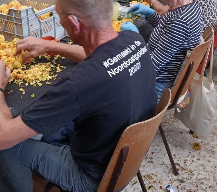 a.s. Zaterdagmiddag 29/8 Bloemencorso Vollenhove met 7 wagens vanuit Noordoostpolder en RTV-Noordoostpolder doet verslaglegging