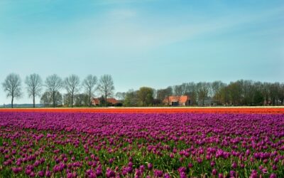 Raad Noordoostpolder wil toekomstperspectief via motie VVD, CDA en Brede Horizon agrarische sector gemeente.