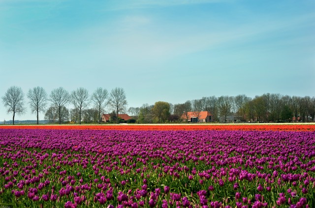 Raad Noordoostpolder wil toekomstperspectief via motie VVD, CDA en Brede Horizon agrarische sector gemeente.